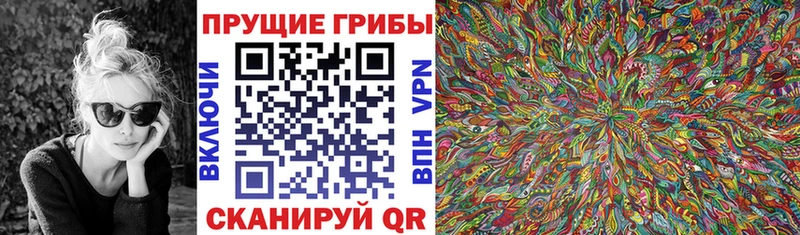 Галлюциногенные грибы Psilocybine cubensis  Абакан 